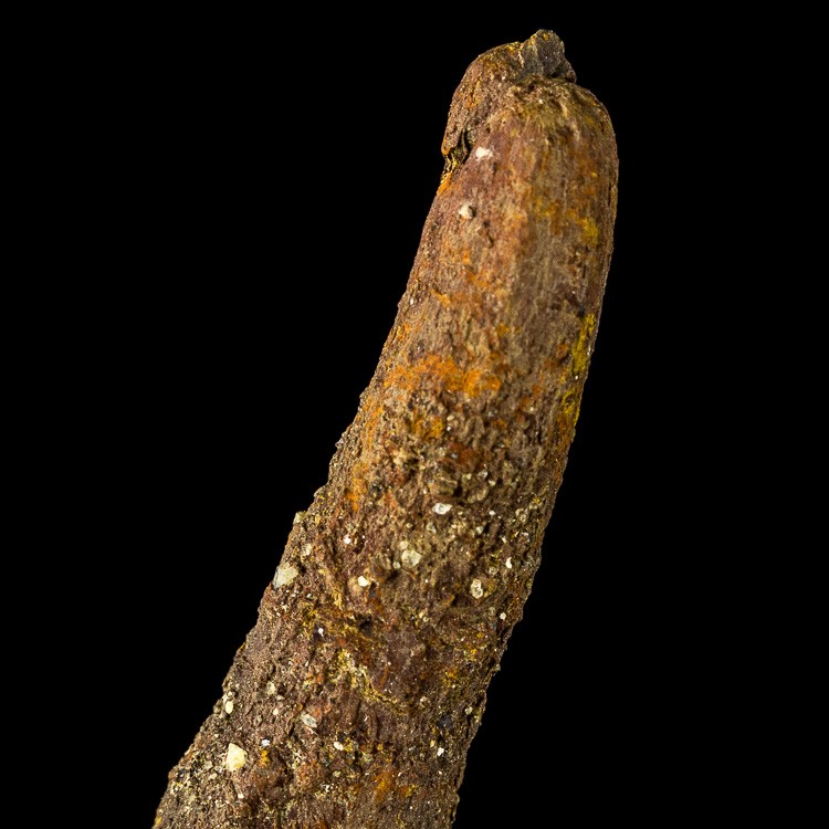 coprolite madagascar