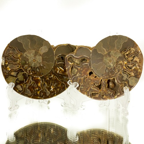 3.7" AMMONITE Fossil Sawn & Polished Insi...